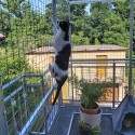 Voladera para gatos Catio CleanBase (Klemp)